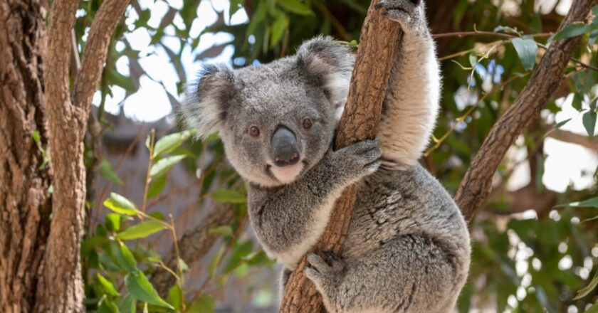 whitehaven koala sanctuary